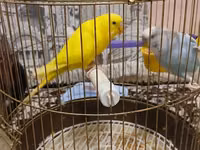 Qefesle birlikde 40m tek Qus 30m — 照片 2
