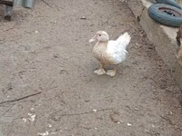 Ducks — Foto 6