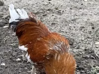 Chickens — foto 2