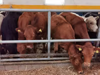 Rinder (Partie, Geschlecht nicht angegeben), Limousin-Kuh — Foto 3