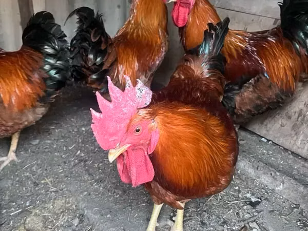 Chickens — Armaniston