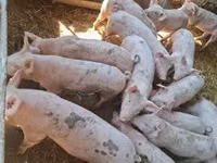 Чочколор (партия, жынысы көрсөтүлгөн эмес), Чочколор — сүрөт 1