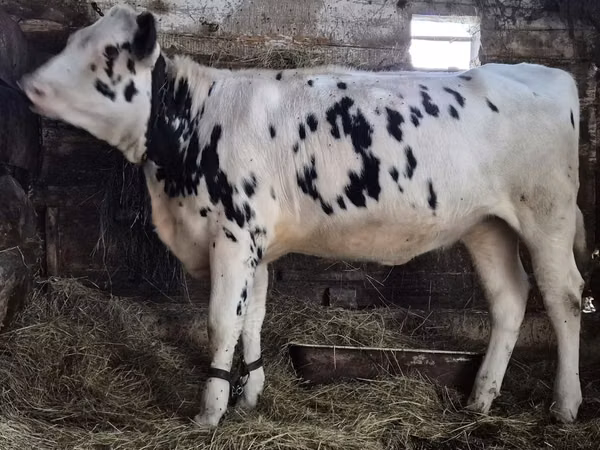 母牛, Russian Black pied cattle