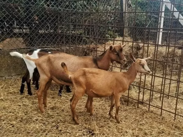 பெண் வெள்ளாடு, Nubian Goat
