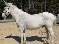 Aygʻir, Mule — 2-rasm