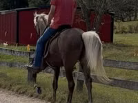 Kůň, Rocky Mountain Horse — foto 7