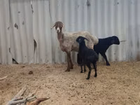雌羊, Arashan sheep — 写真 1