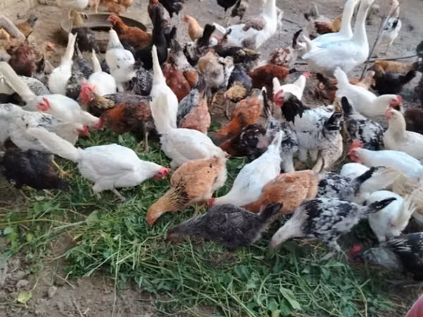 Chickens — Ázerbájdžán