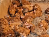 Chickens — foto 6