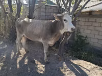 Vaca, Simmental cattle — foto 7