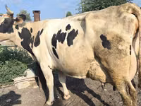 Сиыр, Swiss cattle — 5-сурет