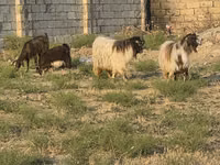 Koza, Kozy — foto 1