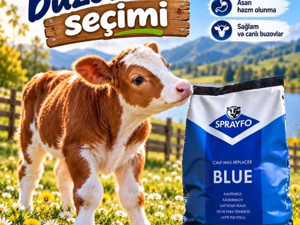 Quru süd/ buzov üçün süd/ süd / buzov böyütmə / buzov bəsləmə/ Sprayfo