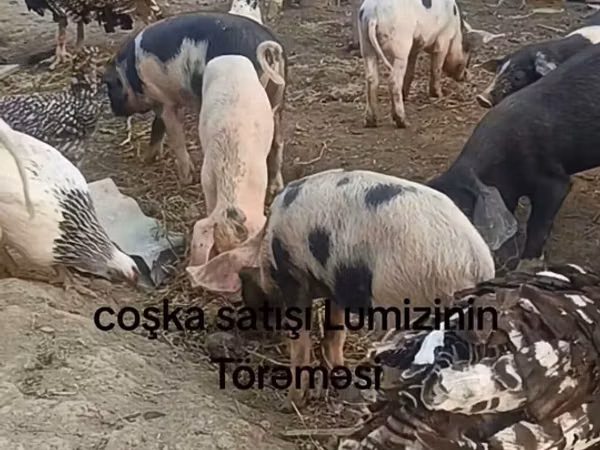 გომელი, ღორები