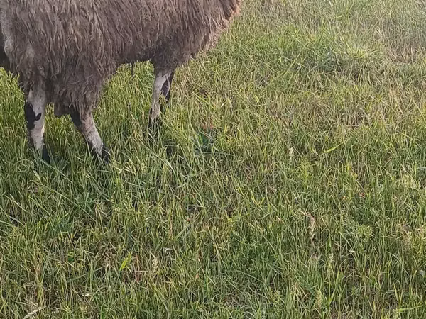 Ovce (šarže, pohlaví neuvedeno), Ovce — Ázerbájdžán