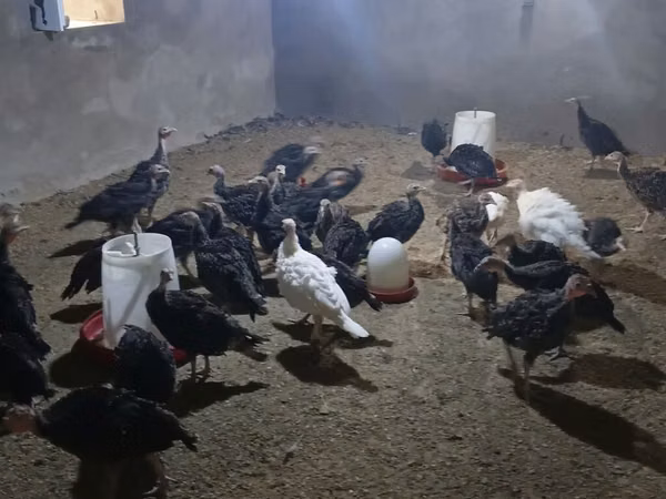 Turkeys