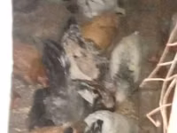 Chickens — Foto 3