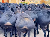 Bélier, Baerchuke sheep — photo 2