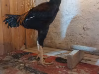 Chickens — zdjęcie 4