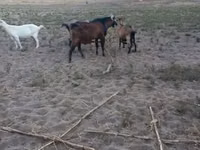 Kozioł, Nubian Goat — zdjęcie 7