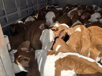 காளை, Simmental cattle — புகைப்படம் 1