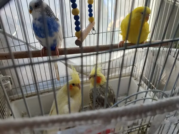 - Qəfəsdə bir neçə dekorativ quş: 2 zebra nimfa (cockatiel) sarı