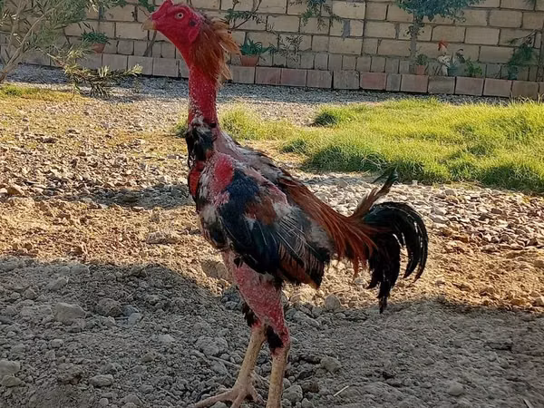 دومينانت