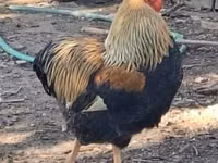 वायंडॉट — फ़ोटो 3