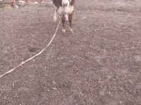 Boğa, Simmental cattle — foto 2