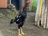 Chickens — foto 2