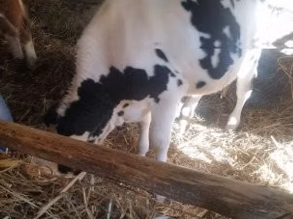 Býk, Russian Black pied cattle