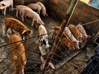 Eber, Schweine — Foto 1