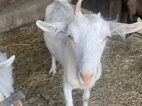 Cabra, Saanen goat — foto 6