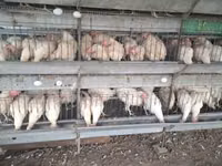 Chickens — foto 2