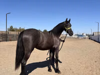 Toychoq, Friesian — 4-rasm