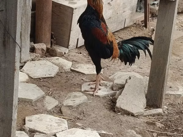 Chickens