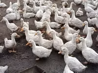Geese — Foto 4