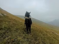 Kůň, Koně — foto 5
