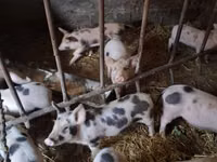 Porcs (lot, sexe non indiqué) — photo 1