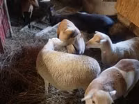 Owca, Cameroon sheep — zdjęcie 1