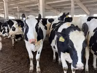 İnek, Holstein ırkı — foto 1