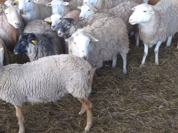 Bélier, Katum sheep