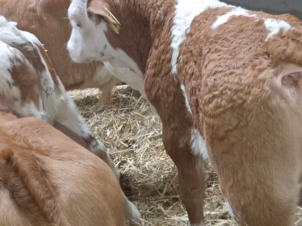 İribuynuzlu mal-qara (partiya, cinsi göstərilməyib), Simmental cattle