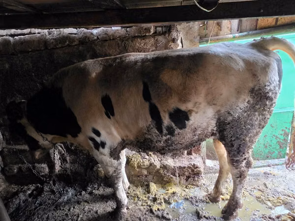 公牛, Russian Black pied cattle