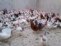 Chickens — foto 1