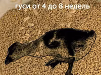 СТАРТ для гусей (0-3 недели). Профессиональная серия. Гранула 2 мм. ГОСТ — photo 2