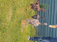 Chickens — photo 2