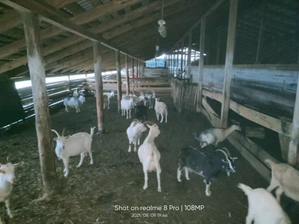 Kozy (partia, płeć nieokreślona), Kozy — Rosja