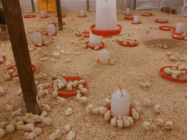 Chickens