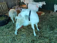 Chèvre, Pomellata goat — photo 5